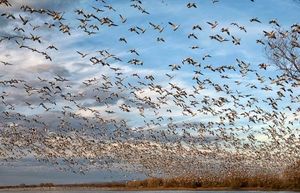 کارگروه مقابله با آنفلوانزای فوق حاد پرندگان در ایران تشکیل شد