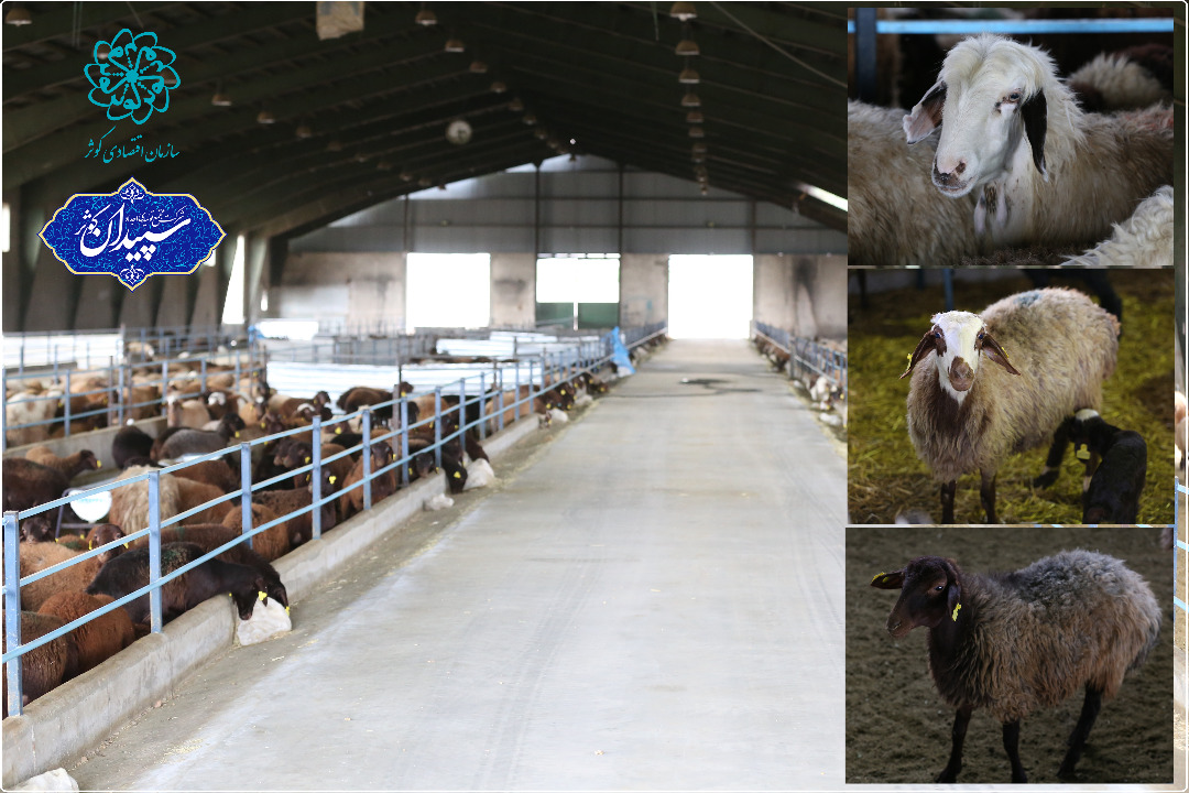 با احیای نژادهای بومی، صنعت پرورش گوسفند هم احیا می‌شود