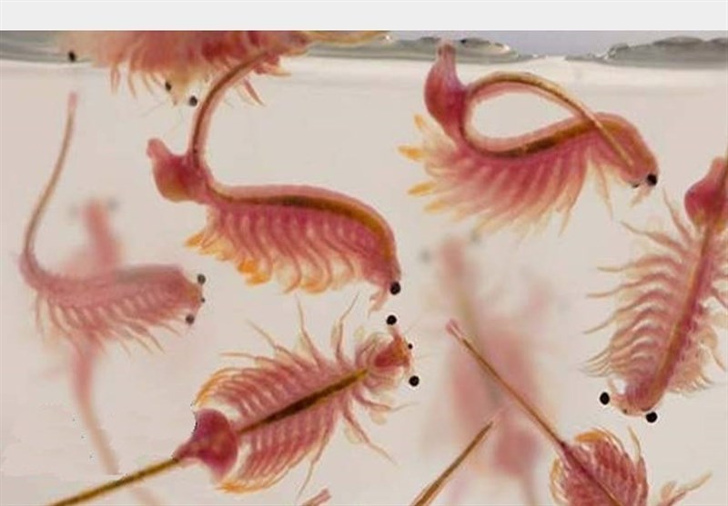 شناسایی ۹ منطقه مساعد پرورش سیست آرتمیا در کشور