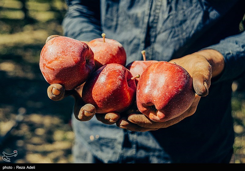 یک میلیون و ۳۰۰ هزار تن سیب برای شب عید ذخیره می‌شود