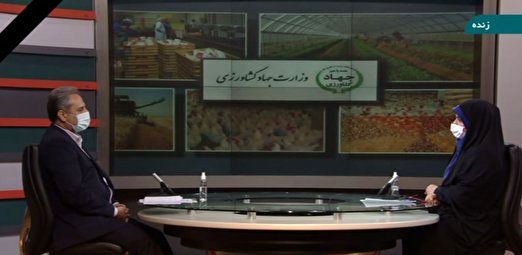 کاهش ۳٫۵ میلیون تنی واردات ذرت با اجرای طرح تامین خوراک دام و دانههای روغنی در داخل