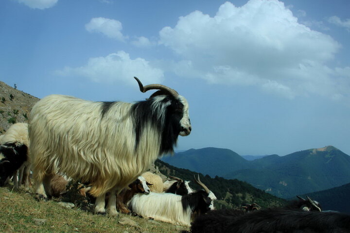 پیامدهای یک تجارت ممنوعه