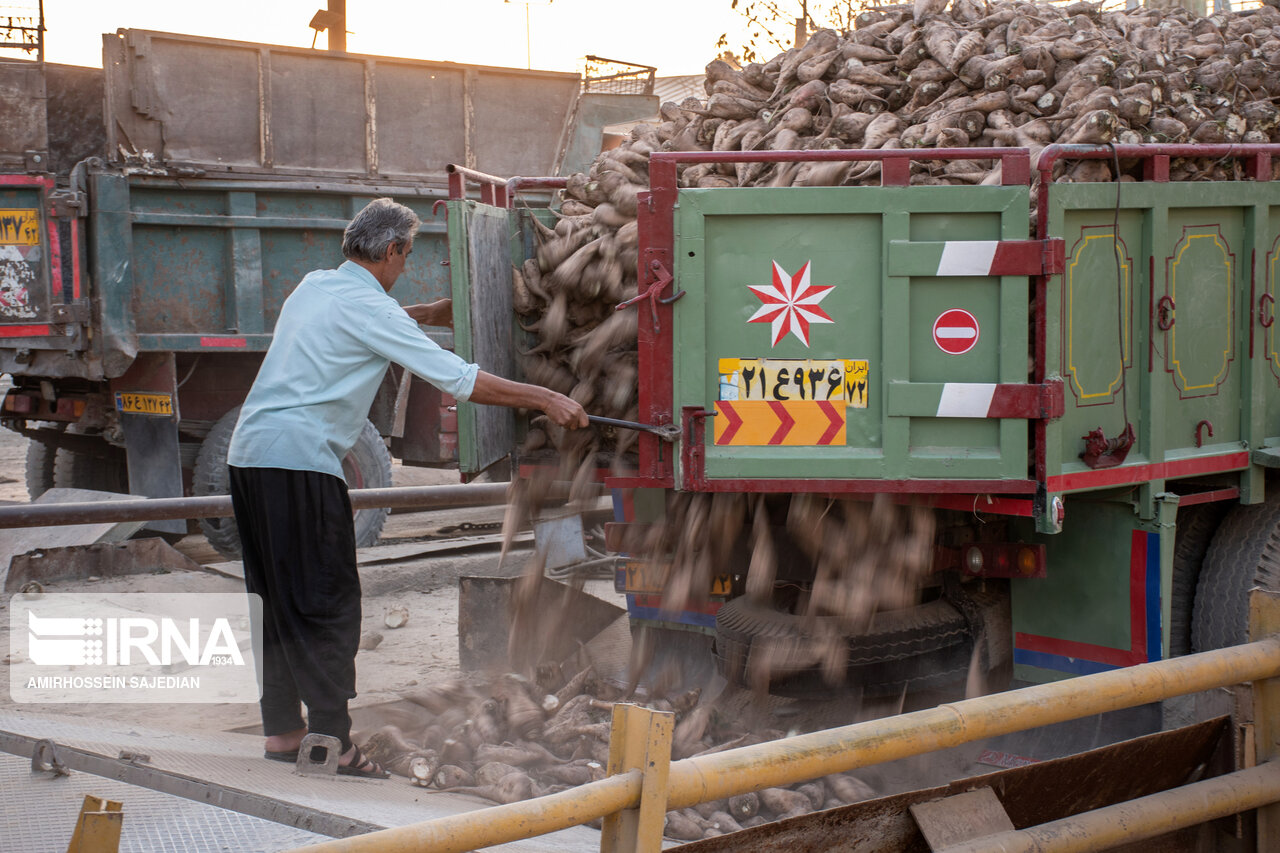 رشد ۵۰ درصدی تولید چغندرقند در سال زراعی جاری