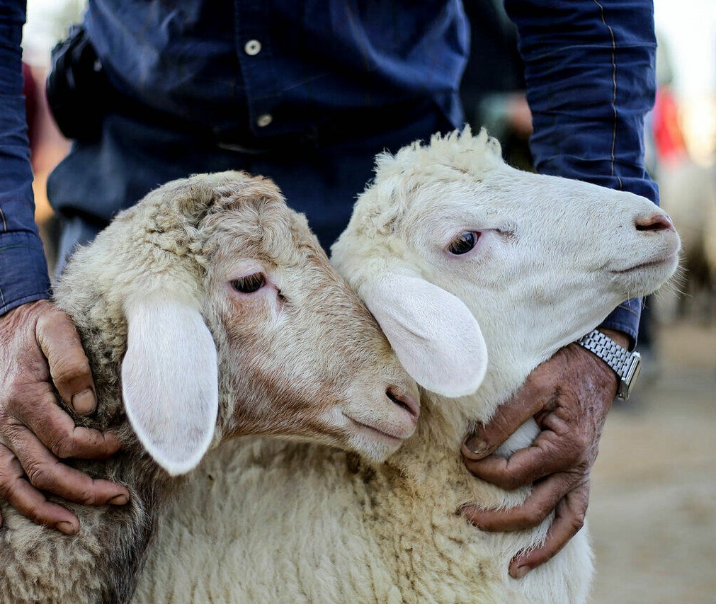 قاچاق دام زنده و مضرات اقتصادی آن