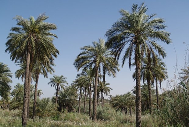 جزیره مینو» باید منطقه گردشگری – کشاورزی شود