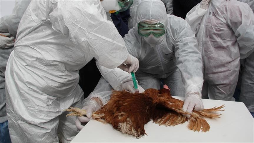 تایید دومین مورد آنفلوانزای پرندگان در هلند؛  معدوم سازی ۲۰۰ هزار مرغ
