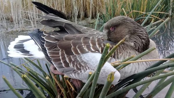 شناسایی و مهار بیماری آنفلوانزای فوق حاد پرندگان در حیات وحش منطقه میقان/هیچ واحد طیور صنعتی آلوده به ویروس H۵N۸ نشده است