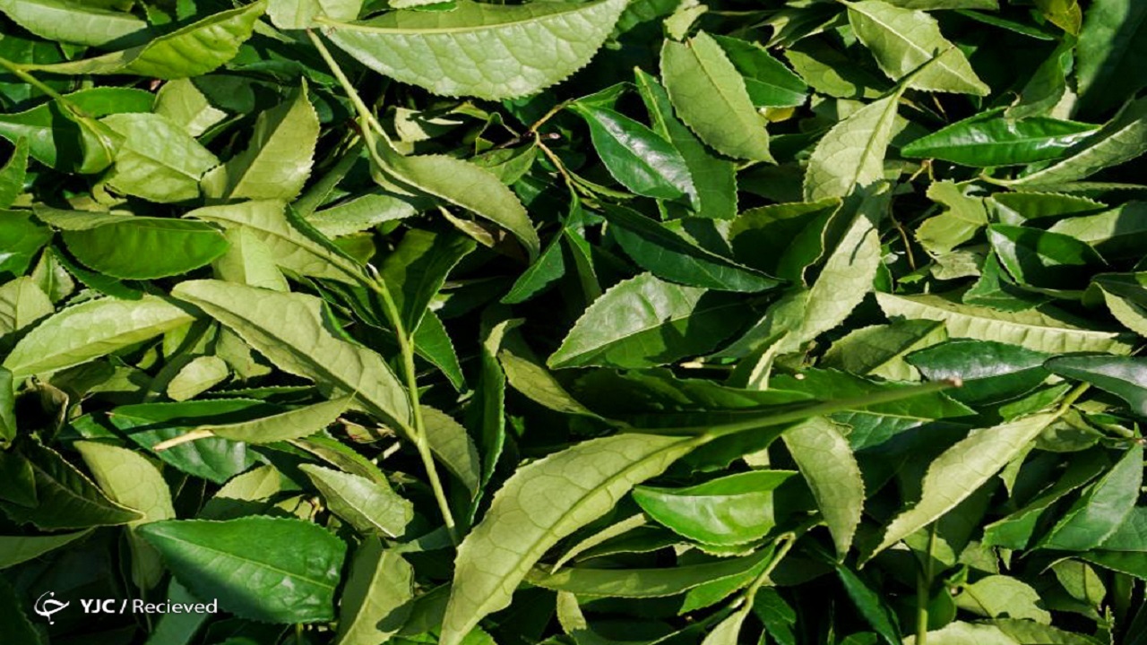 پرداخت ۹۶ درصد مطالبات چایکاران؛ ۳۲ هزار تن چای وارد کشور شد