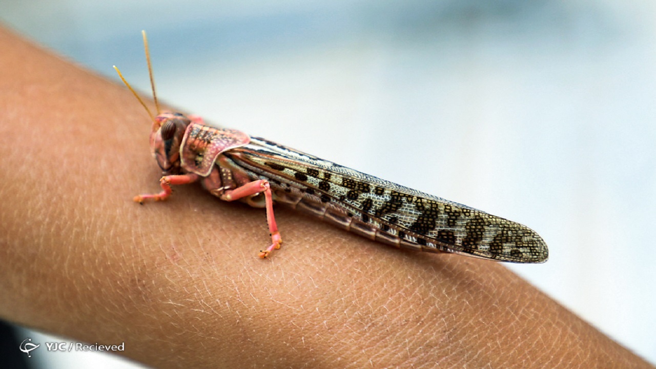 سطح مبارزه علیه آفت ملخ صحرایی به ۲۲۹ هکتار رسید