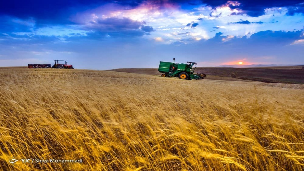 سطح زیر کشت گندم به بیش از ۶ میلیون هکتار می‌رسد/اصلاح قیمت خرید تضمینی راهی برای کاهش واردات