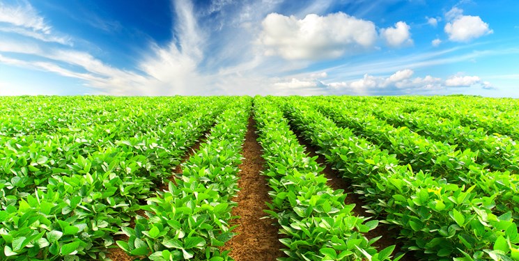 اوراق خزانه اسلامی به جای کشاورزان خسارت‌دیده به بانک کشاورزی واگذار شد