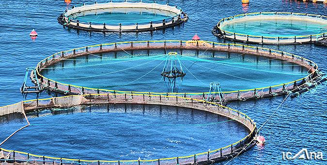 سهم استان‌های ساحلی از آبزی‌پروری کشور تنها ۵۴درصد است