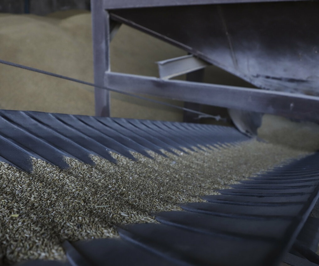 ۱۲۰۰ تن بذر ذرت در گمرک باقی مانده است