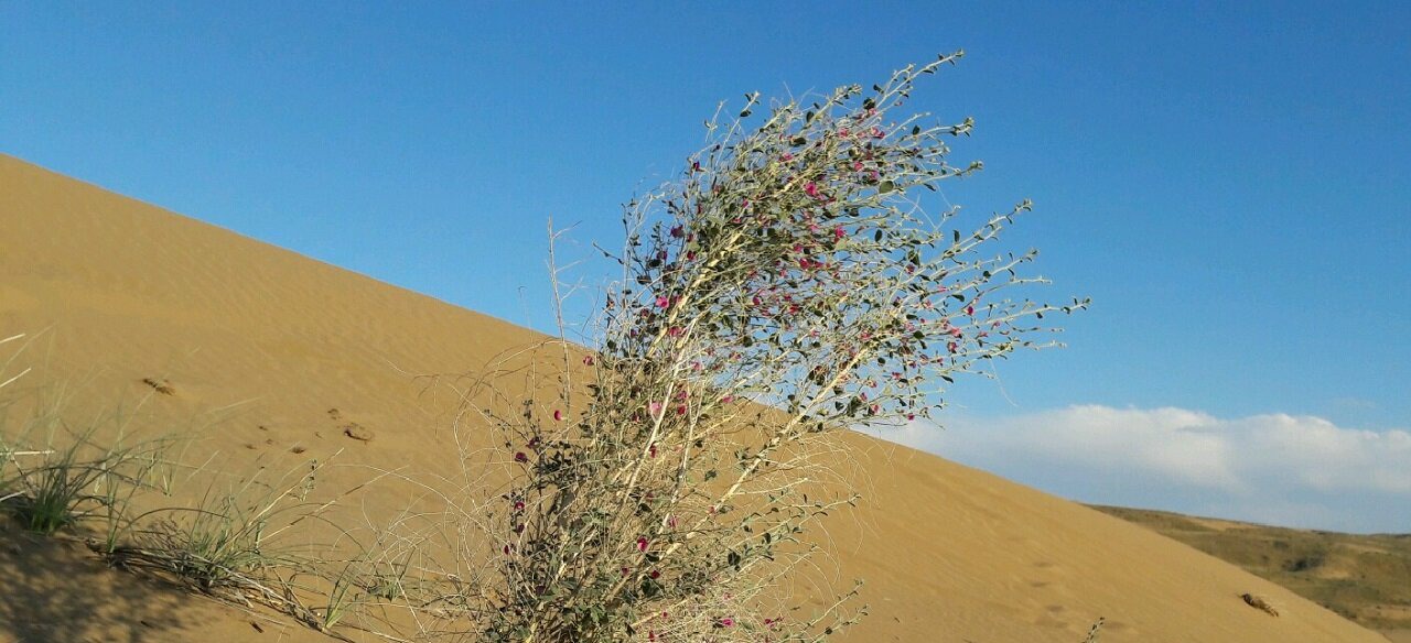 ۲.۱ هزار میلیارد ریال به طرح‌های بیابانزدایی کشور اختصاص یافت