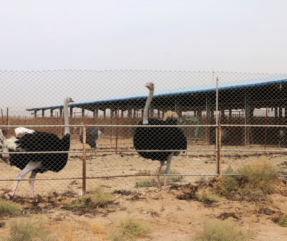 توسعه کشاورزی با دانش‌افزایی برای کشور ارزش افزوده ایجاد می‌کند