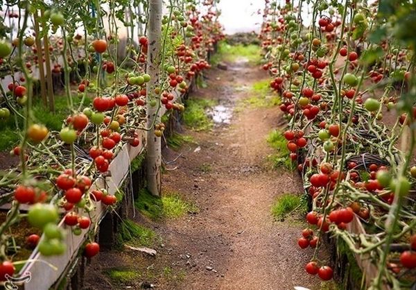 توسعه کشتهای گلخانهای راهبردی در منطقه سیستان