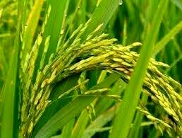 معرفی اقام اصلاح‌شده رقم‌های جدید « گیلار» و «طلوع»