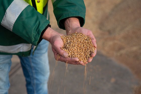 تولیدکنندگان طیور برزیل با قیمت بالای نهاده روبرو هستند