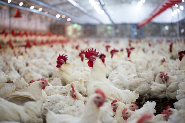 حمایت ۲۱۶ میلیاردی ریالی بانک کشاورزی از مزرعه پرورش مرغ مادر و مرغداری گوشتی مدرن در مازندران