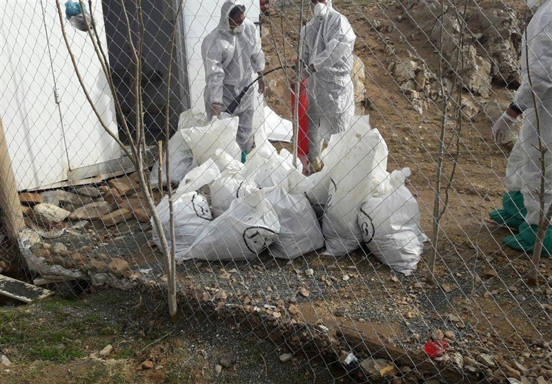 انتقاد رئیس سازمان دامپزشکی از پنهانکاری درباره شیوع آنفلوانزای حاد پرندگان