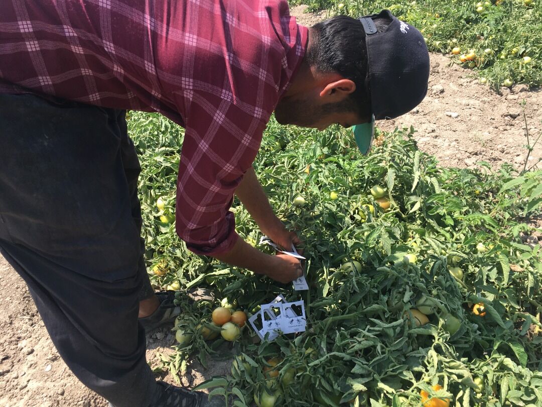 دوره‌های آموزشی کنترل بیولوژیک و غیر شیمیایی برگزار می شود