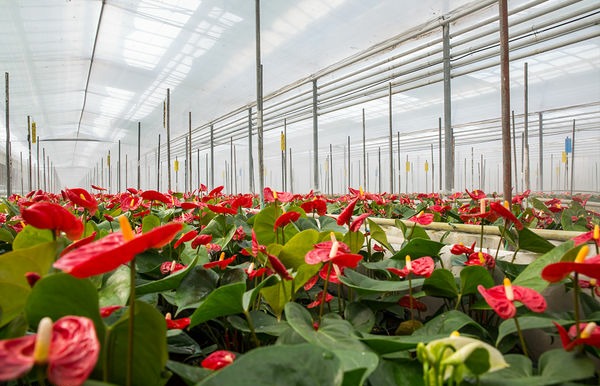 تحقق ۶۳ درصدی برنامههای مصوب و ابلاغی طرح توسعه گلخانههای کشور