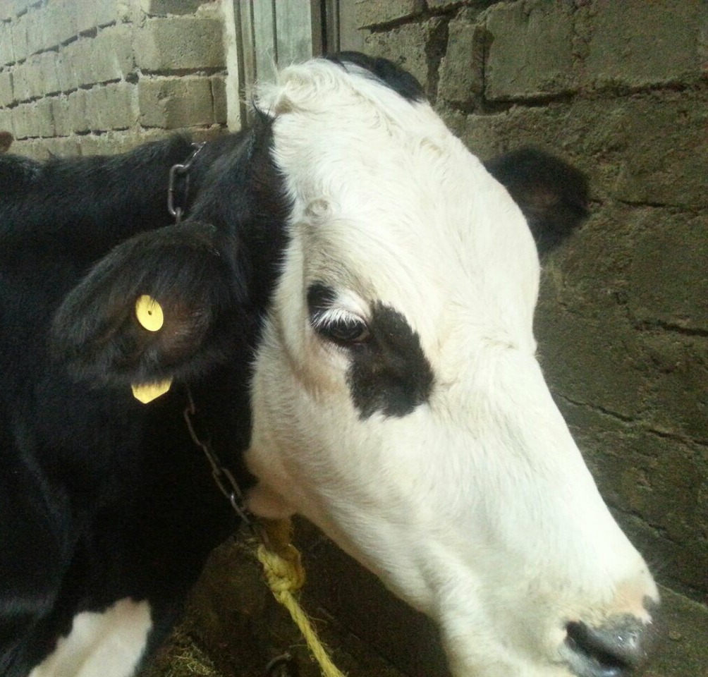 استان همدان رتبه نخست پلاک کوبی دام در کشور را دارد