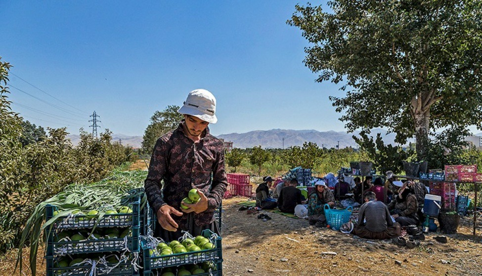 قیمت جدید انواع میوه و صیفی در میدان مرکزی میوه و تره بار تهران