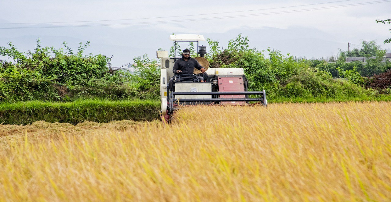 پیش‌بینی تولید ۱۳ میلیون تن گندم در سال جدید/ قیمت هر لیتر سم ۷۰۰ هزار تومان