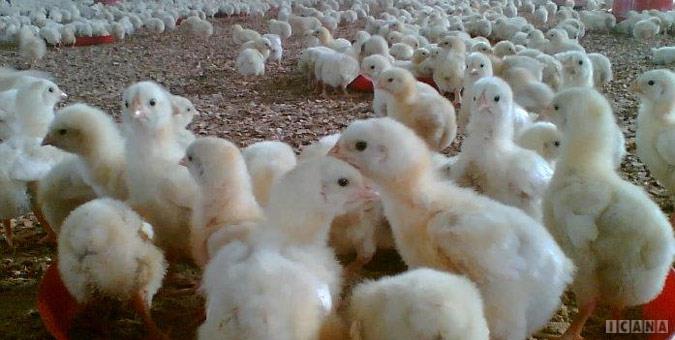 وزارت جهاد کشاورزی همکاری لازم در اصلاح نژاد مرغ بومی را ندارد