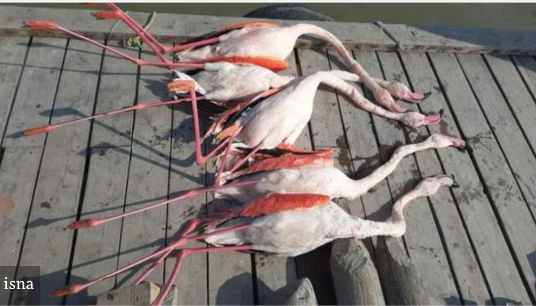 پیدا شدن لاشه ۴۲ پرنده مهاجر دیگر در تالاب میانکاله