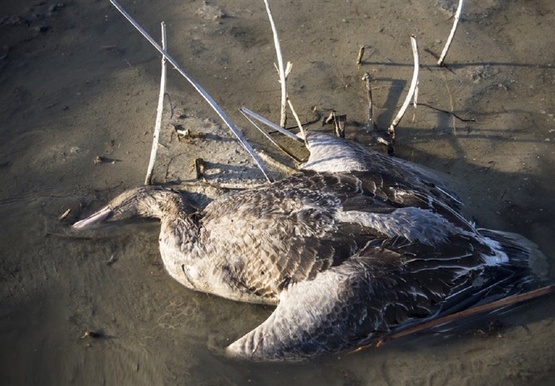 هیچ مورد آنفلوآنزای مرغی در انسان گزارش نشده است