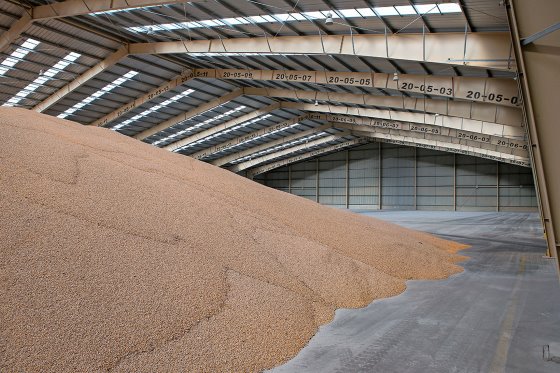 افزایش سریع قیمت ذرت به دلیل در دسترس نبودن در بازار