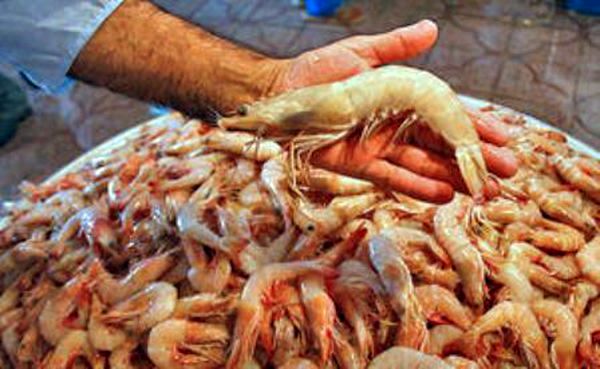 تولید ۵۰ هزار تن میگوی پرورشی در سال ۱۴۰۴ پیشبینی میشود/ هرمزگان پیشرو در تولید میگوی پرورشی