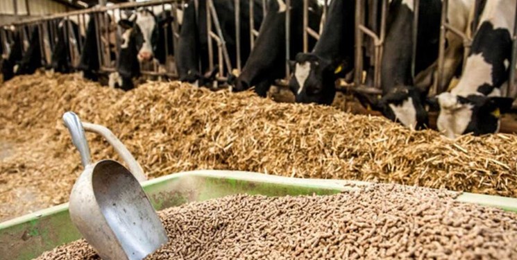 دو پیشنهاد واردکنندگان برای کنترل قیمت نهاده‌های دامی پس از حذف ارز ۴۲۰۰