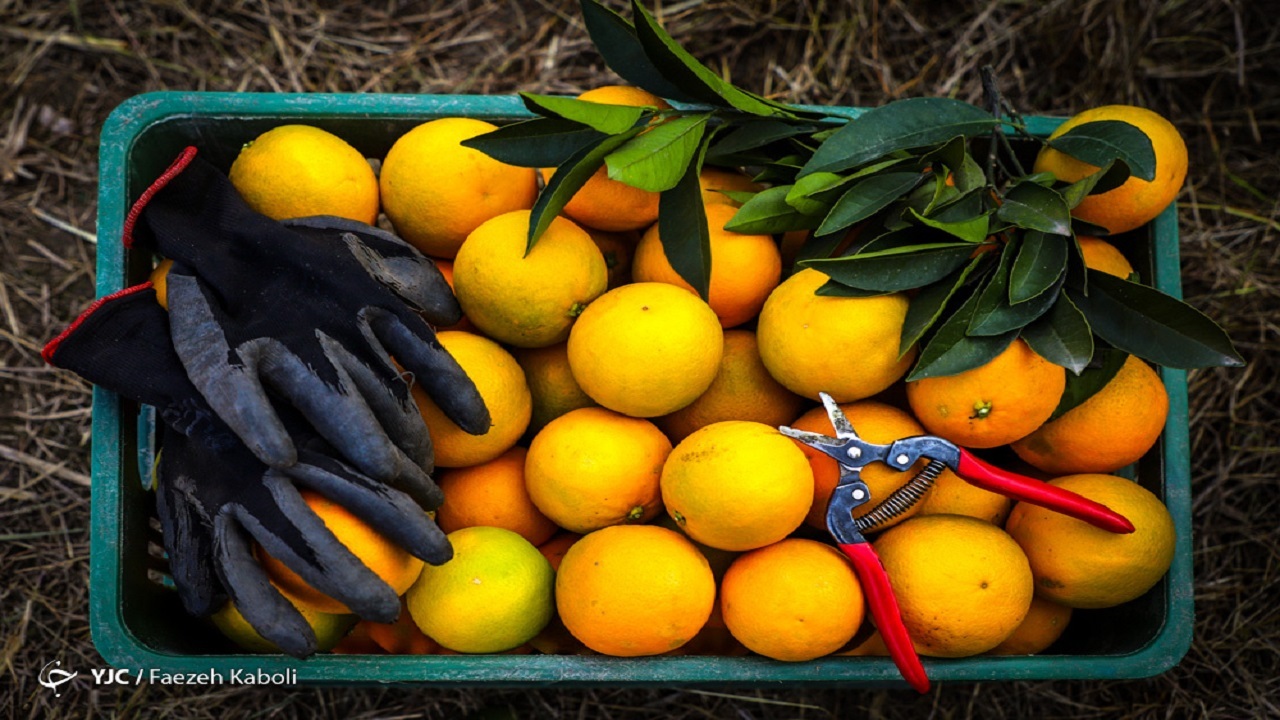 نرخ هر کیلو سبزی ۴ هزار تومان