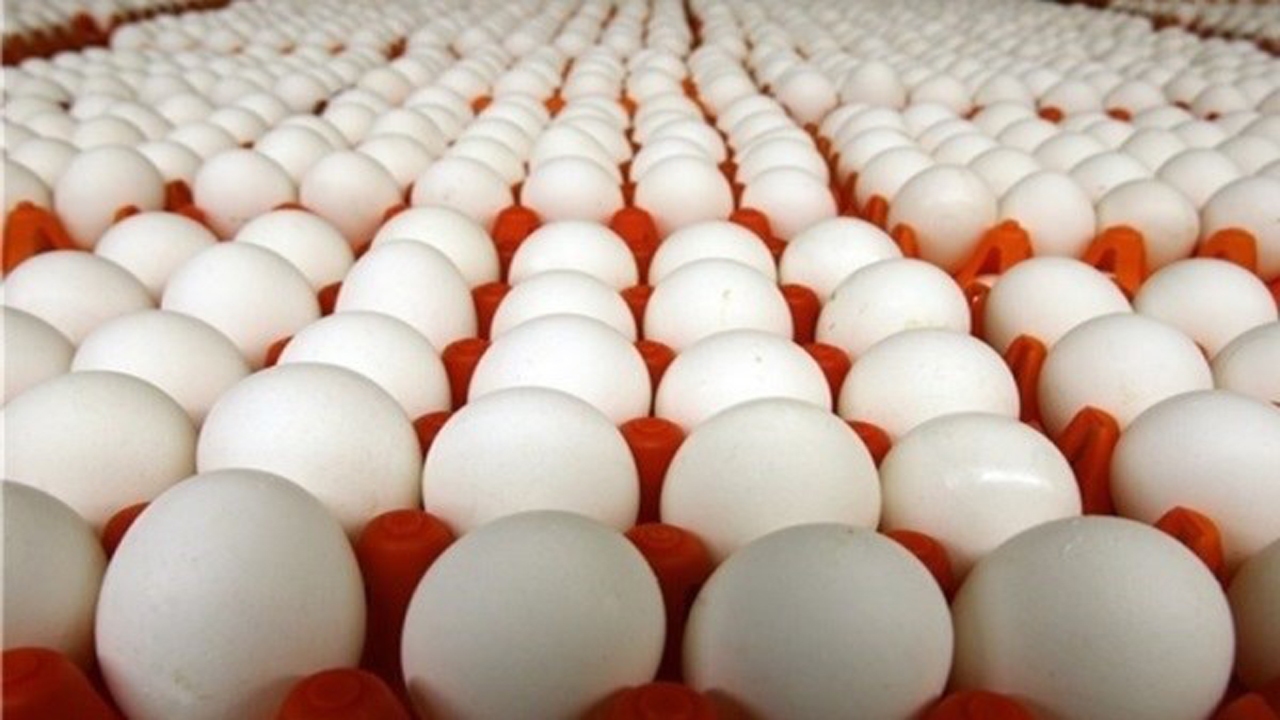 محدودیتی در عرضه تخم مرغ با نرخ مصوب وجود ندارد