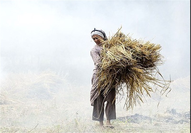 ۱۵ سال دیگر دام ها کاه هم برای خوردن ندارند