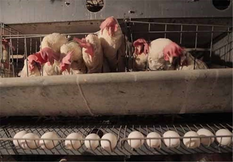 سازمان تعاون روستایی به جای نظارت، در امور اتحادیه‌ها و تعاونی ها دخالت می‌کند