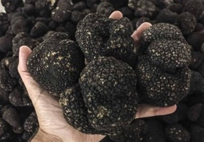 خروج غیرقانونی قارچ گران قیمت ترافل از کشور به نام سیب زمینی + سند