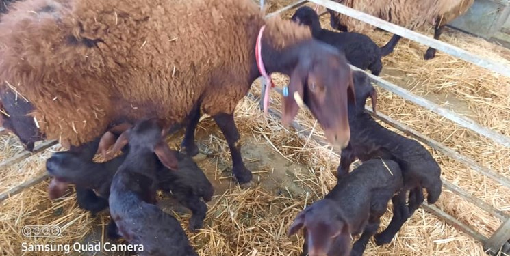 پروژه انتقال ژن به گوسفند نژاد افشاری نگرانی آمیختگی ژنی دارد