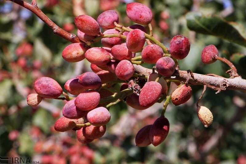 تجاری‌سازی ۴ محصول کشاورزی با تعیین نشان جغرافیایی تسریع شد