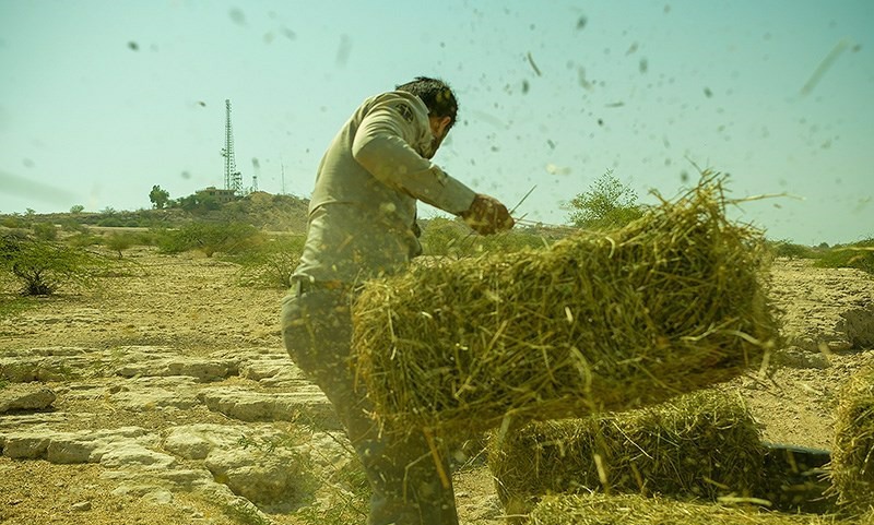 سرنوشت نامعلوم ۱۰۰۰ تن بذر پایه علوفه در گمرک به‌دلیل اختلاف ۳ دستگاه دولتی+ اسناد