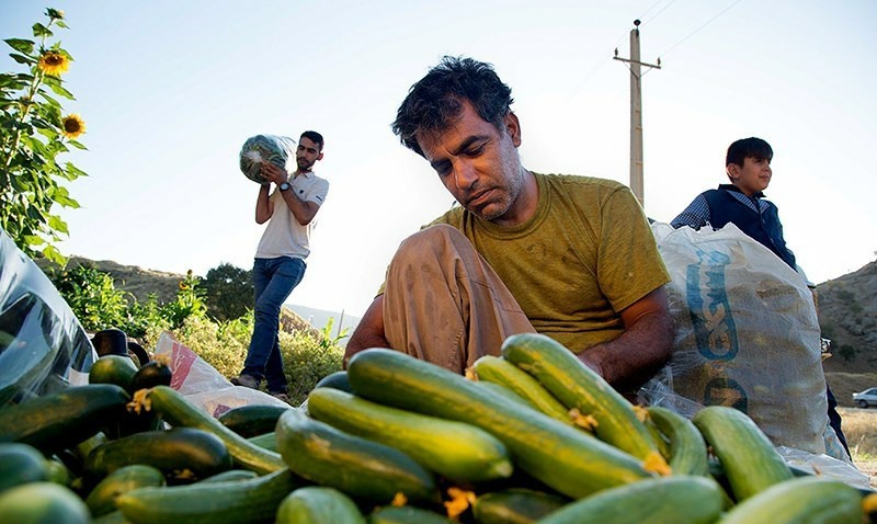 موز و خیار هفته آینده ارزان می‌شود