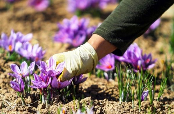 وزیر جهاد کشاورزی «بسته سیاستی حمایت از زعفران» را ابلاغ کرد