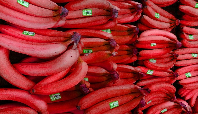 موز قرمز کیلویی ۱۸۳ هزار تومان / کاشت موز در شمال ایران!