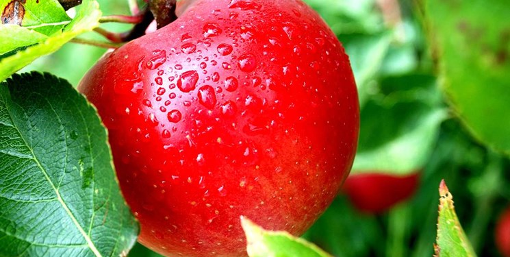 تعلل وزارت جهاد در صدور گواهی «غیر تراریخته» سیب