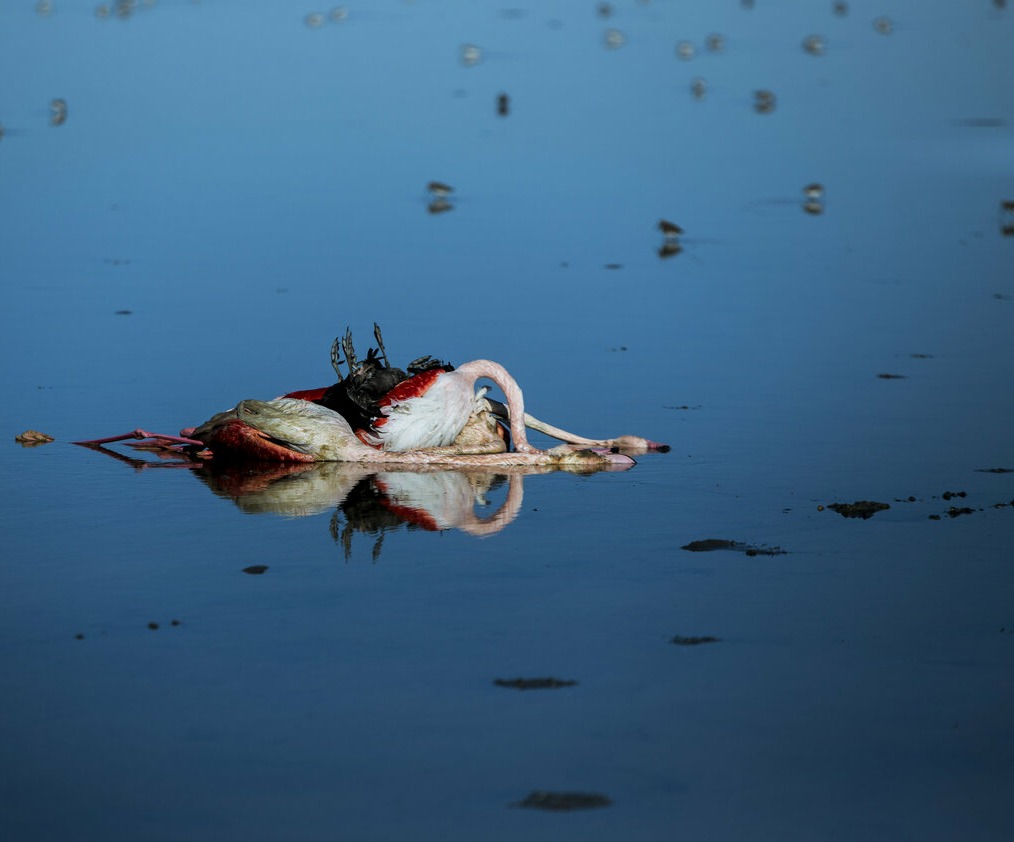 تلف شدن بیش از ۱۱ هزار پرنده مهاجر از ۲۲ گونه به دلیل سم بوتولیسم