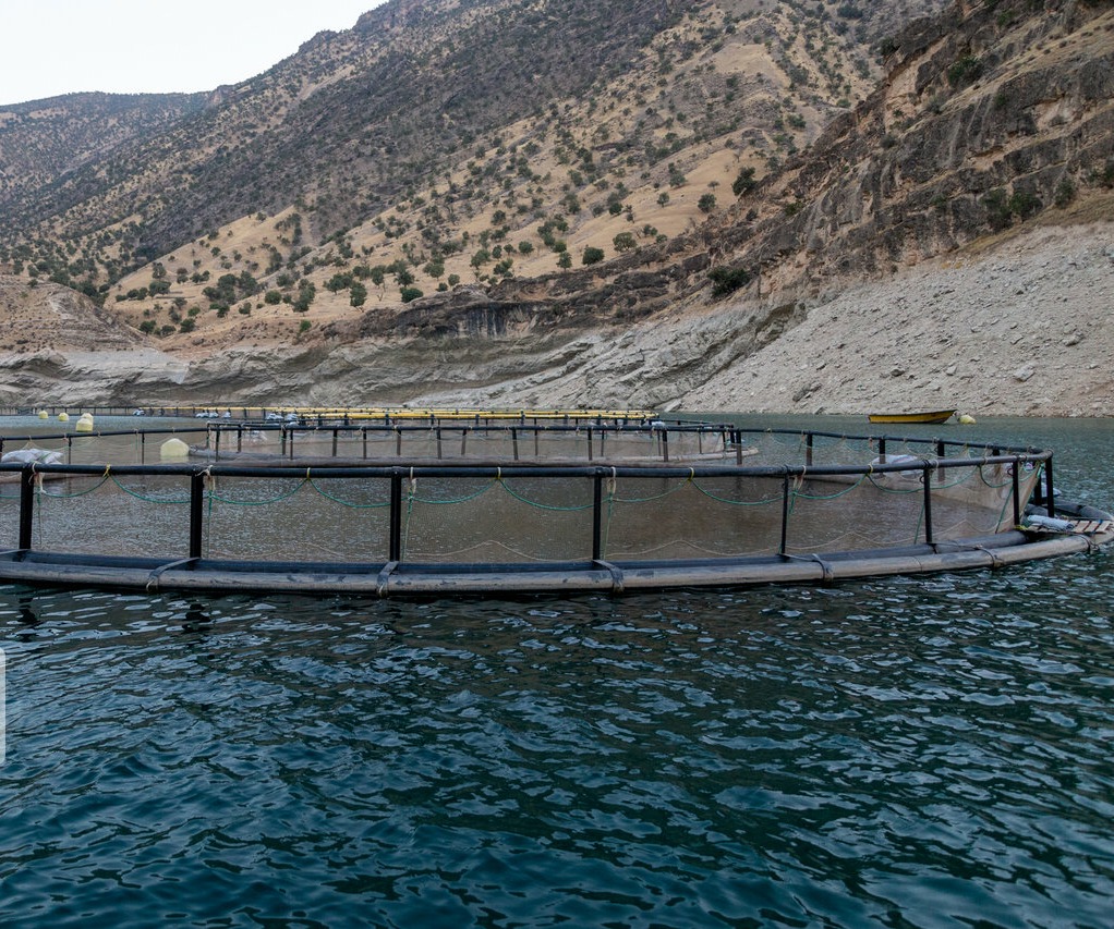 پرورش ماهی آزاد در قفس‌های مستقر در دریای خزر