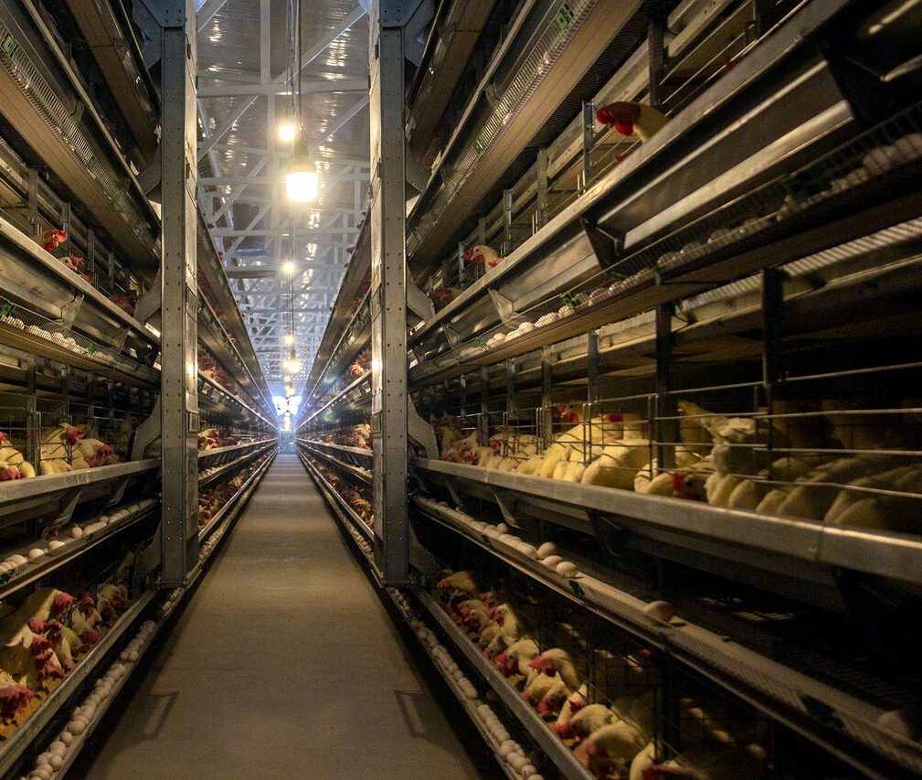 تامین ۱۰۰ درصدی نهاده‌های مورد نیاز مرغداری‌ها در سامانه بازارگاه